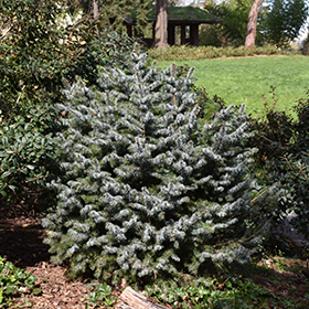 Plant Photo 1