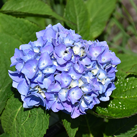 Plant Photo 2