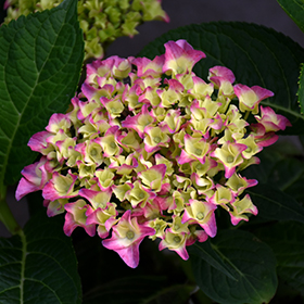 Plant Photo 3