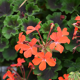 Plant Photo 3
