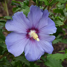Plant Photo 5